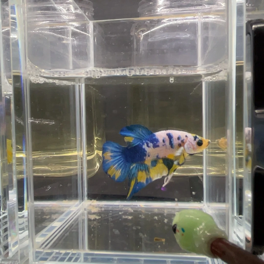 斗鱼12.2 大理石将军公 089