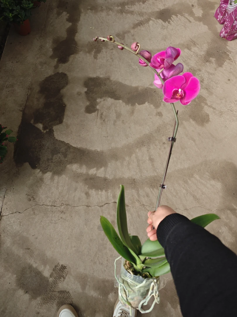 【大辣椒】蝴蝶兰  带花带花苞  3.5寸杯