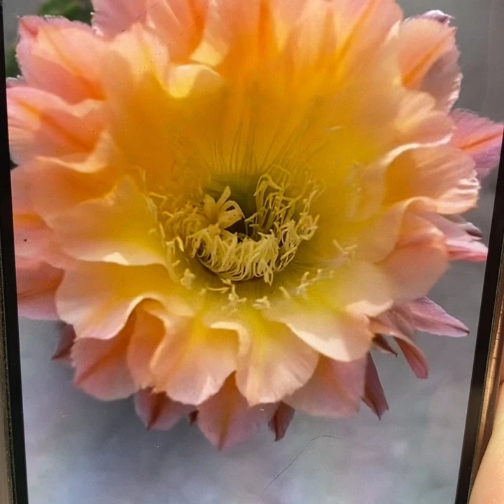 香香106带根4.5-5公分左右