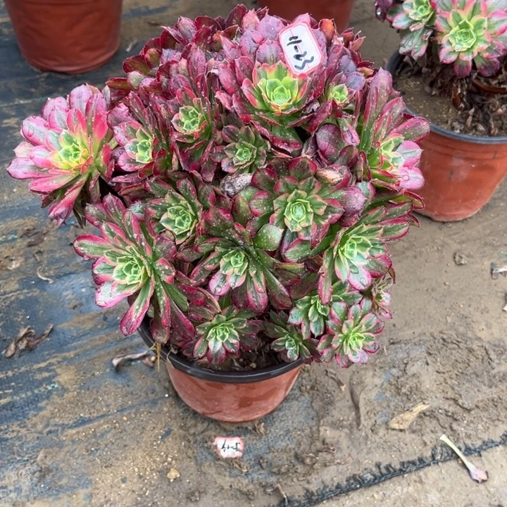 11-23安娜处理不售后多肉