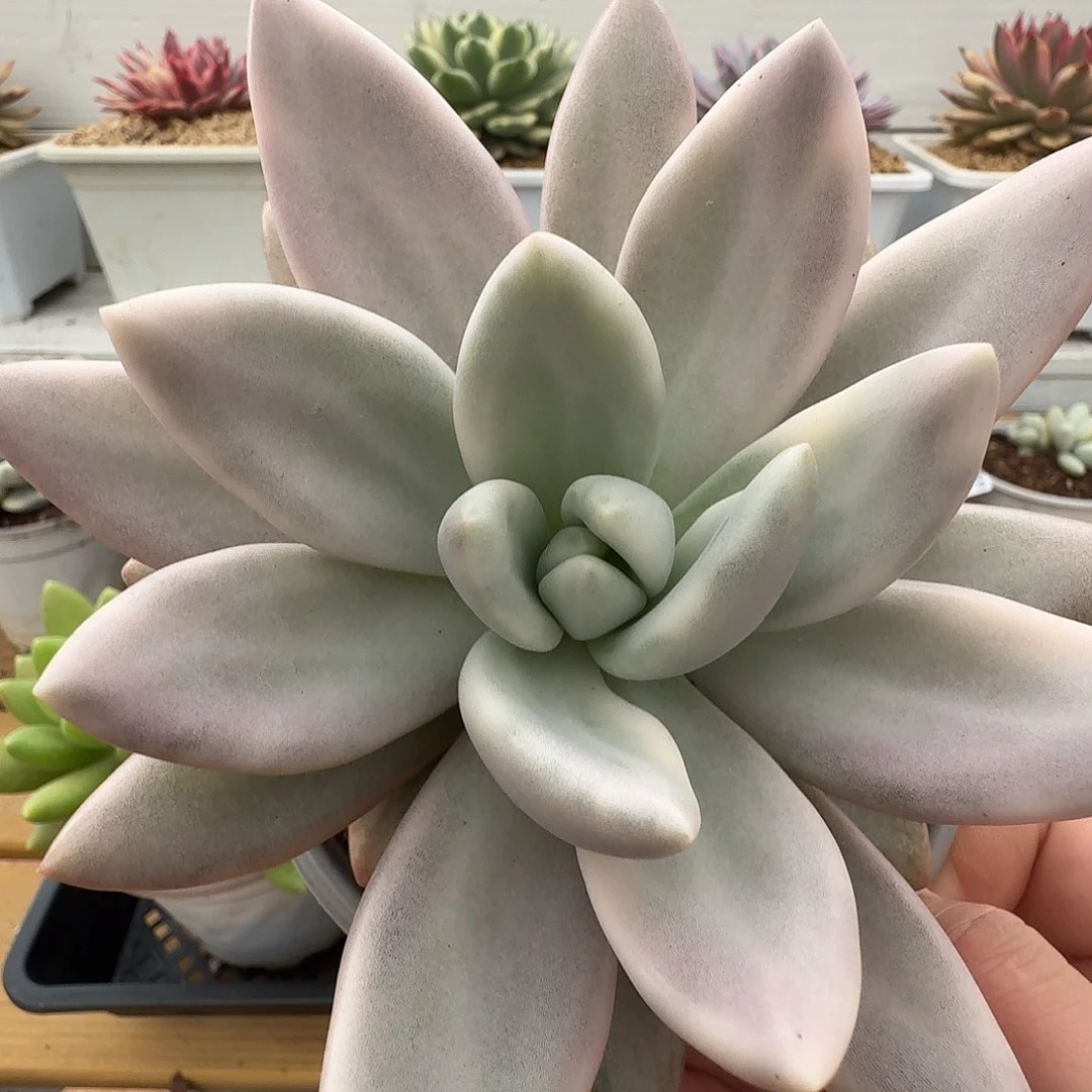 桃花源锦1111108-91