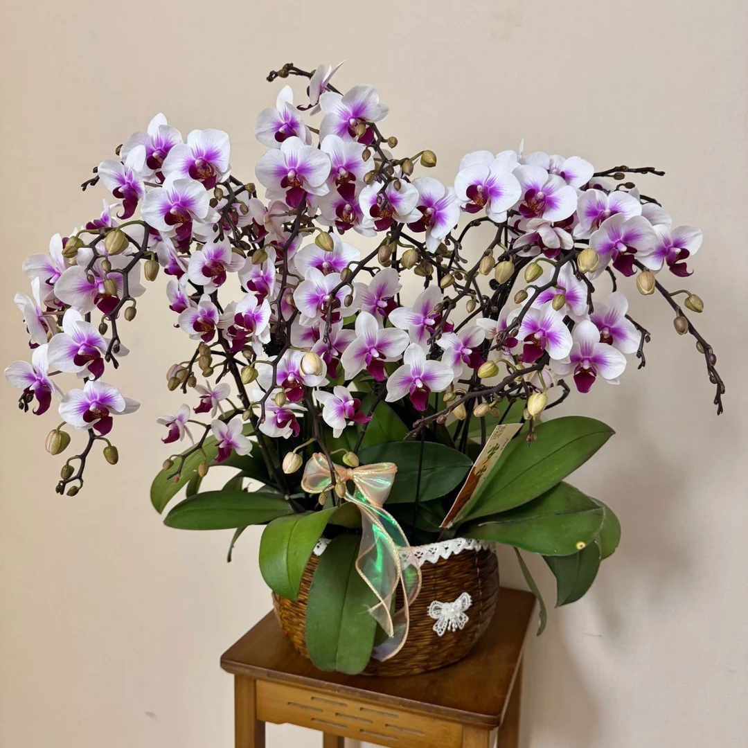 【可爱多】白色花花粉色渐变花心 蝴蝶兰 室内花卉 耐开耐摆