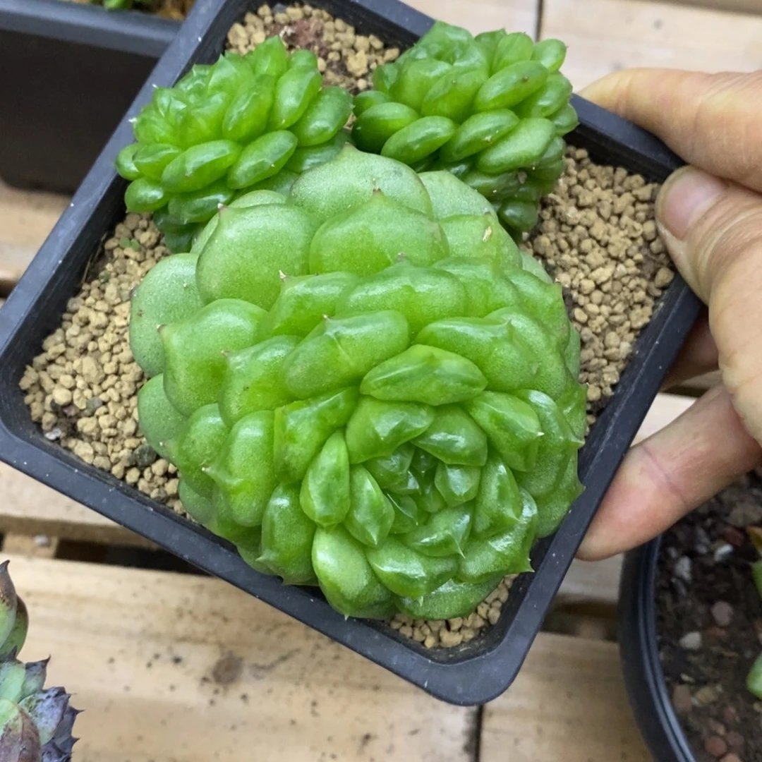 精品多肉一物一拍不包整21
