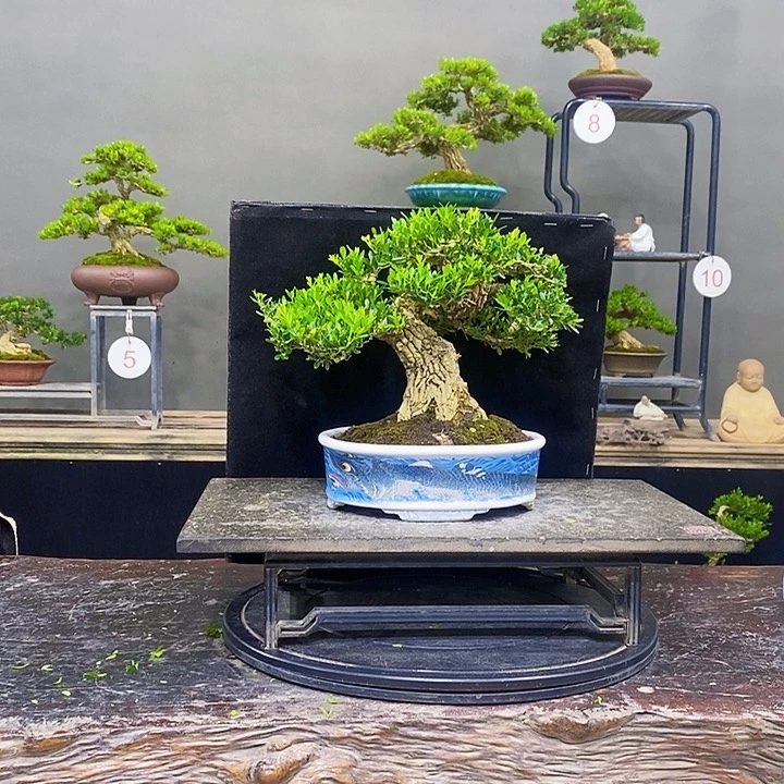 无花朵黄杨盆景四季常青不落叶