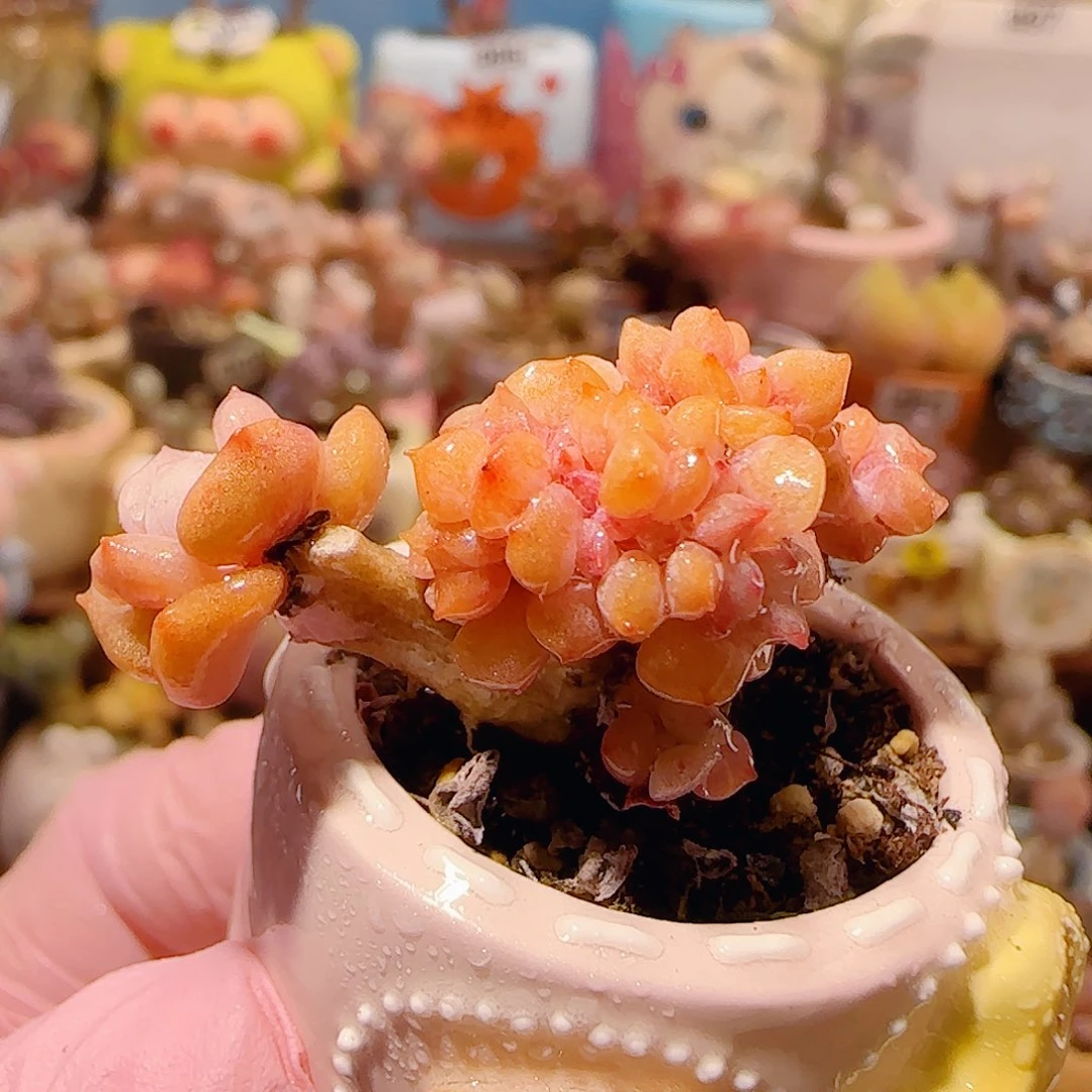 T胭脂缀化盆口2.5cm