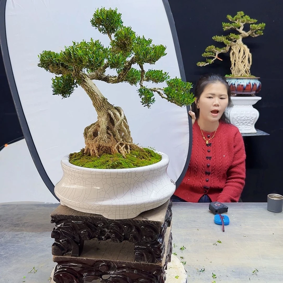 高端盆景艺术作品