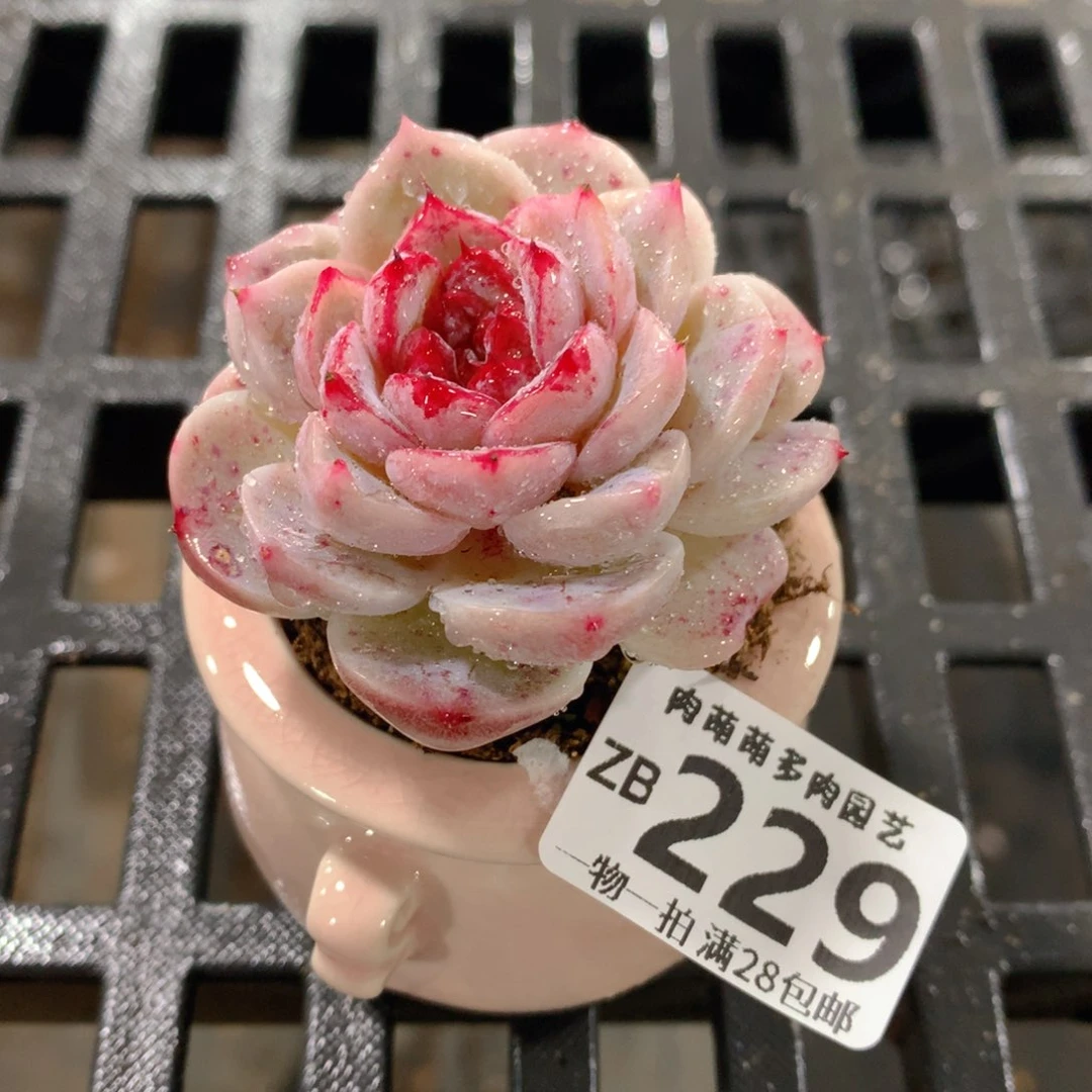 肉萌萌拇指盆精控多肉ZB229