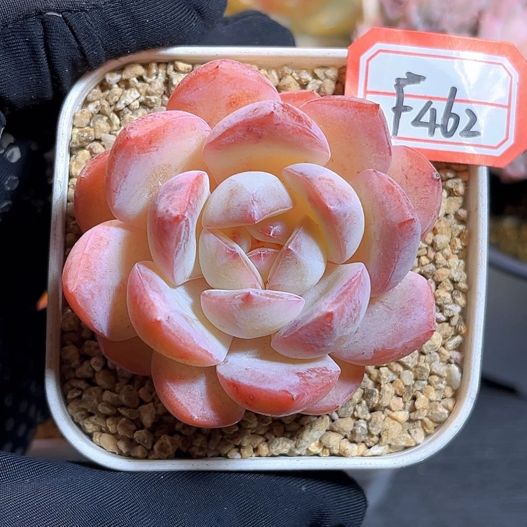 F462一物一拍 舞蹈天使