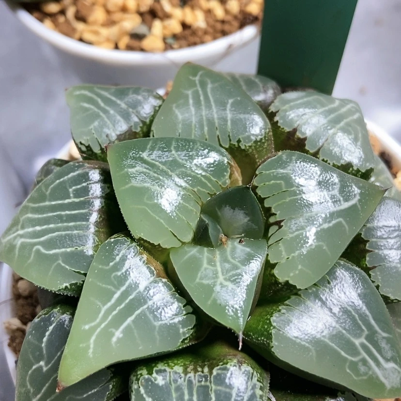 【闪购商品】月影157