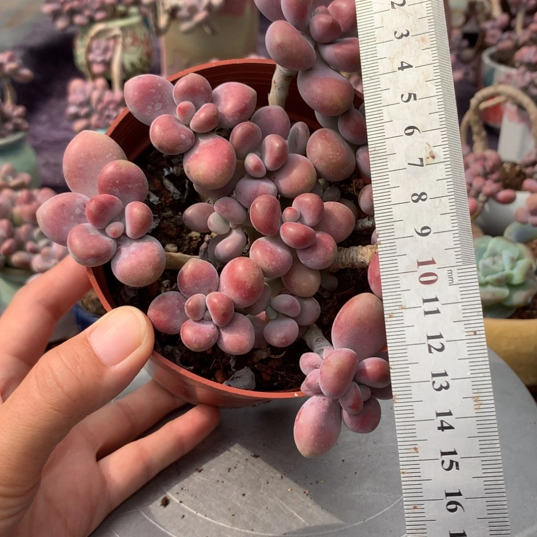 30号不带盆偏远的不包邮的