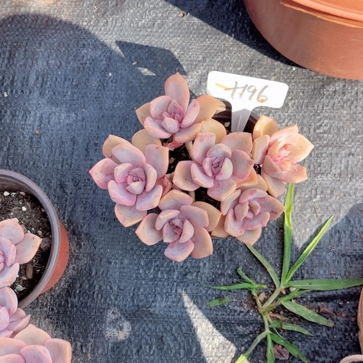 粉*豹晨语多肉一物一拍+196