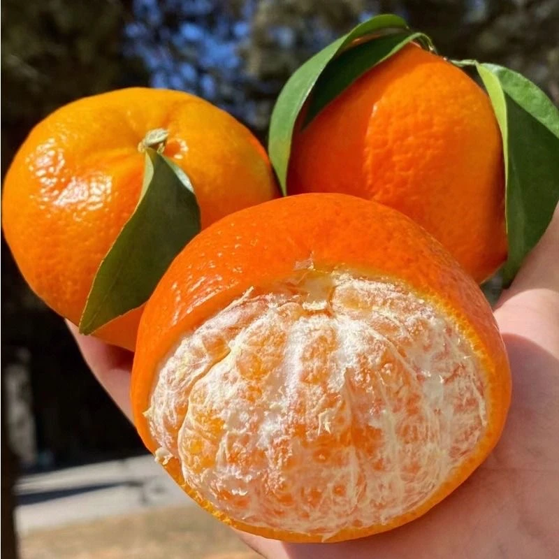 【涛总裁助农】广西高山沃柑产地直发柑橘清甜爽口当季水果