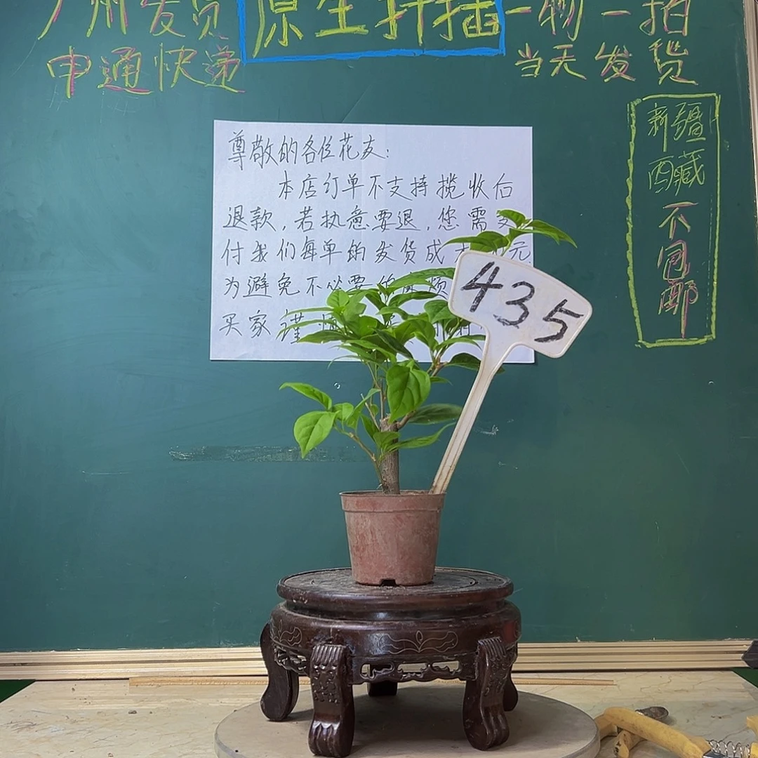 当前无花栽培后可以开花苏瓦娜掌中宝 435