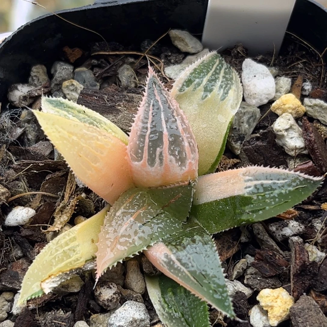 98武藏芭提雅锦十二卷多肉