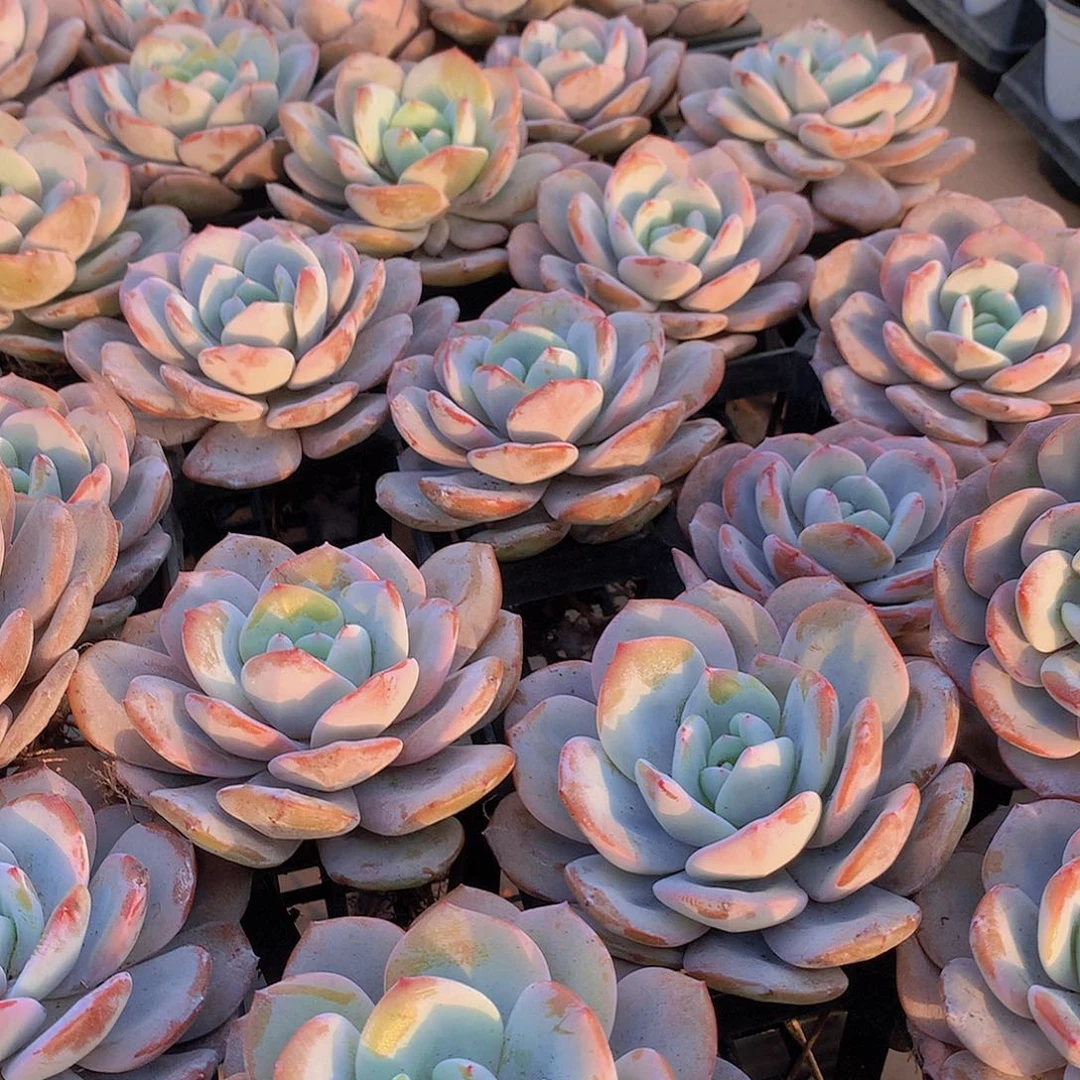 大韩奶茶3456789990000