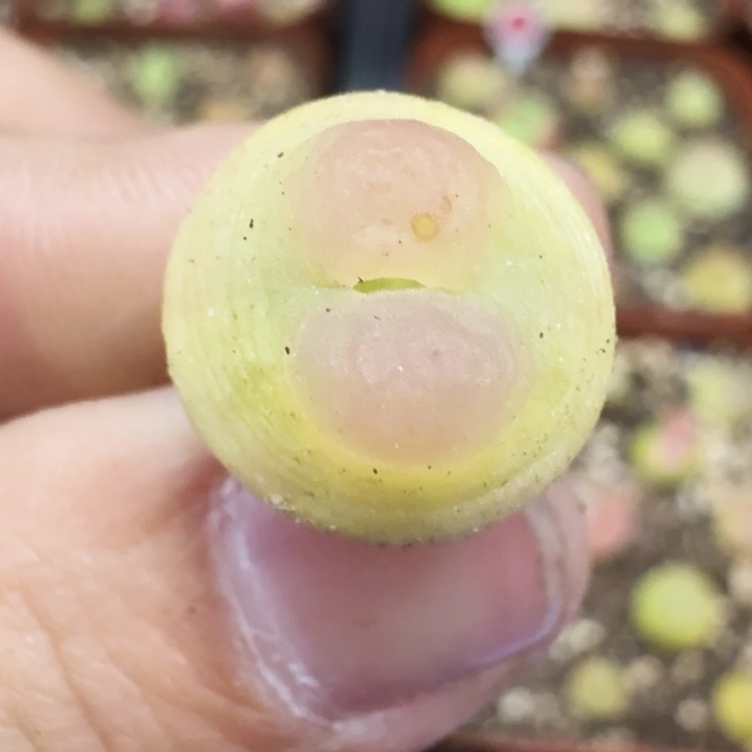 无花朵爱***猫多肉植物99