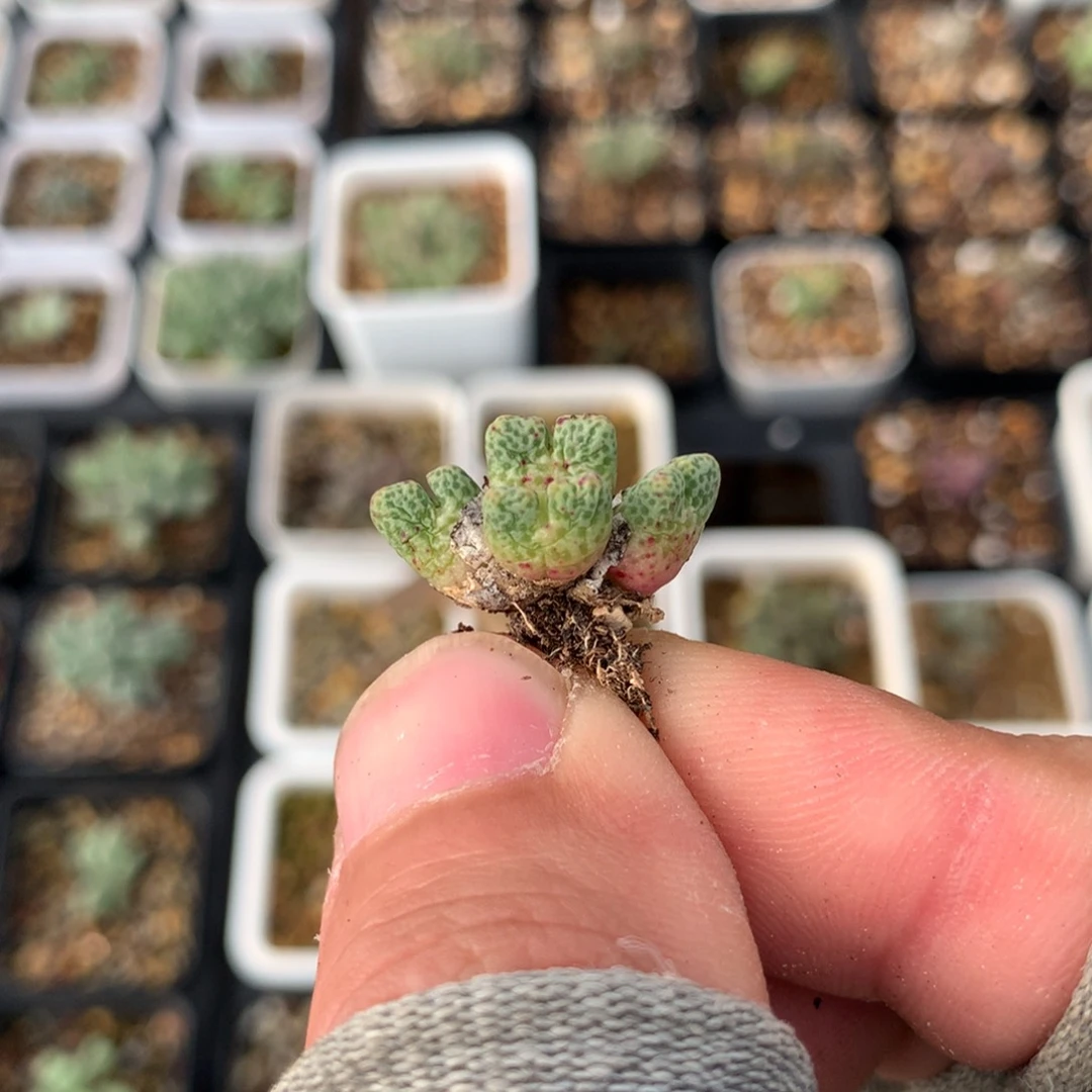 a983鹿角斑马母本