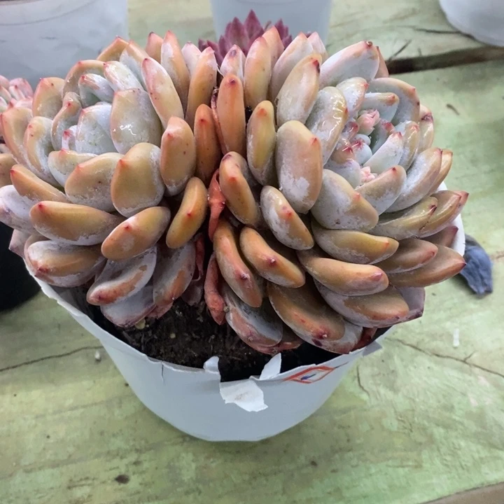 大*姐一物一拍成梦露多肉116