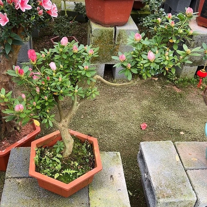 杜鹃盆景杜鹃老桩盆景天**雪