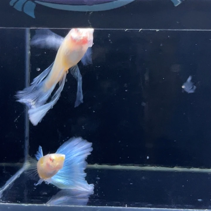 孔雀鱼蓝白绣球一对5