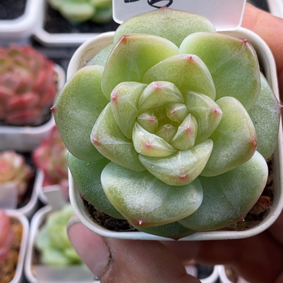 天官赐福百无禁忌