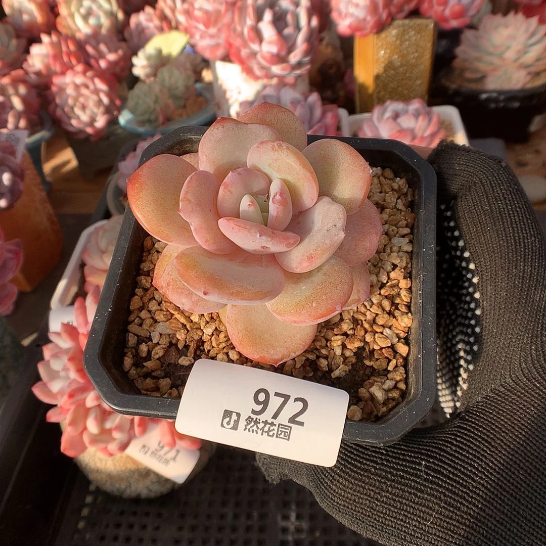 972奶茶多肉植物666