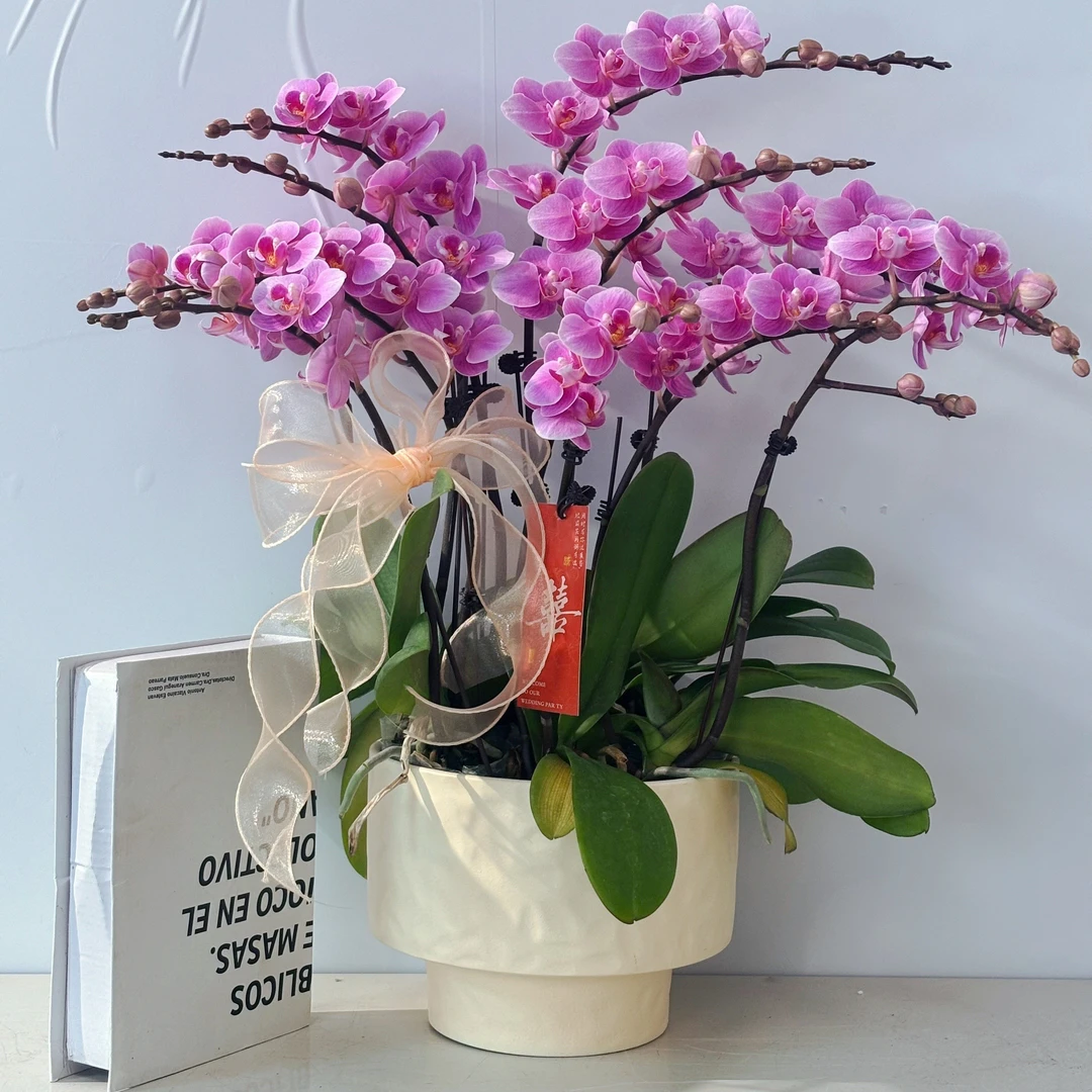 锦顺【 骄阳29】蝴蝶兰盆栽花卉观花植物室内四季开花陶瓷盆5-6