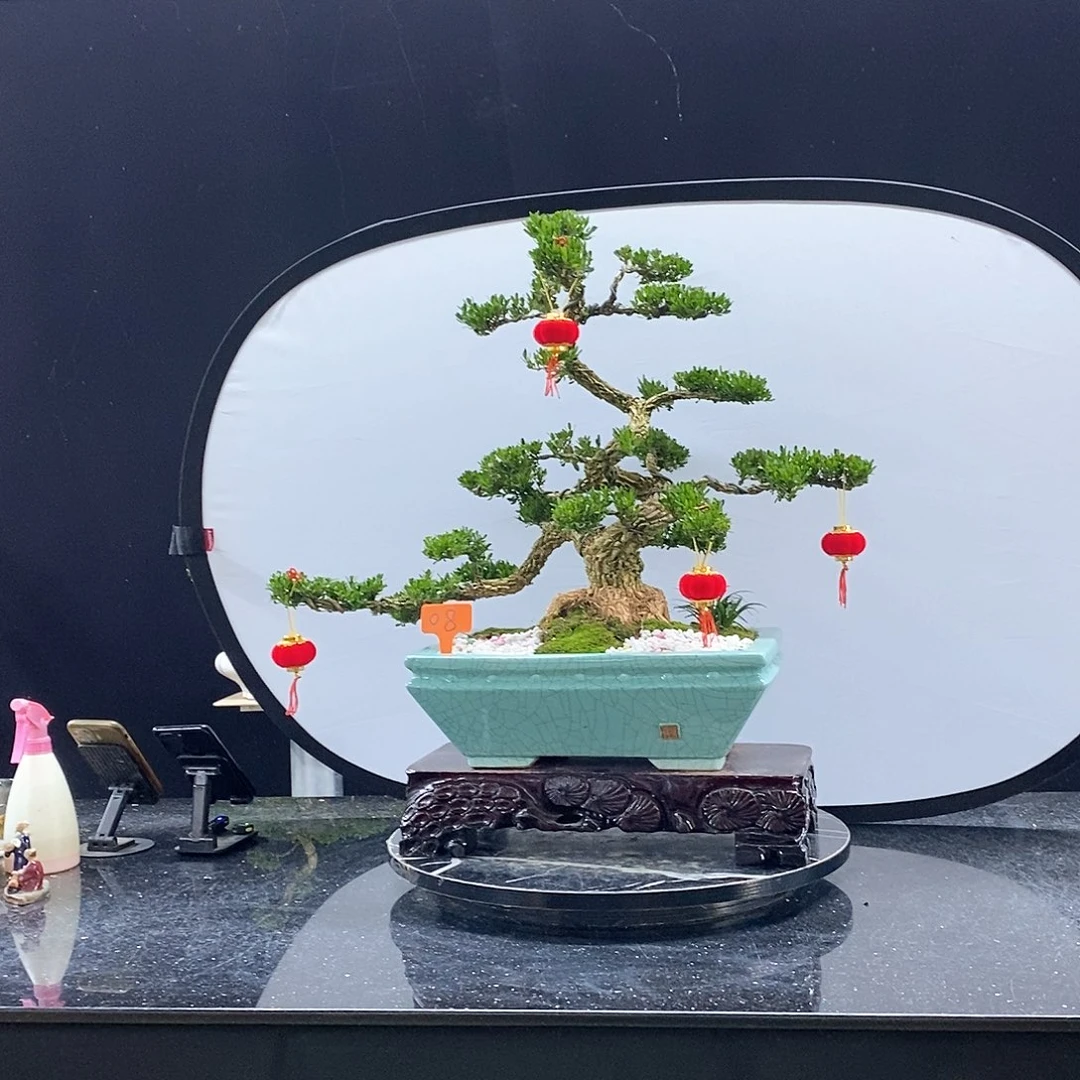 无花朵黄杨盆景艺术