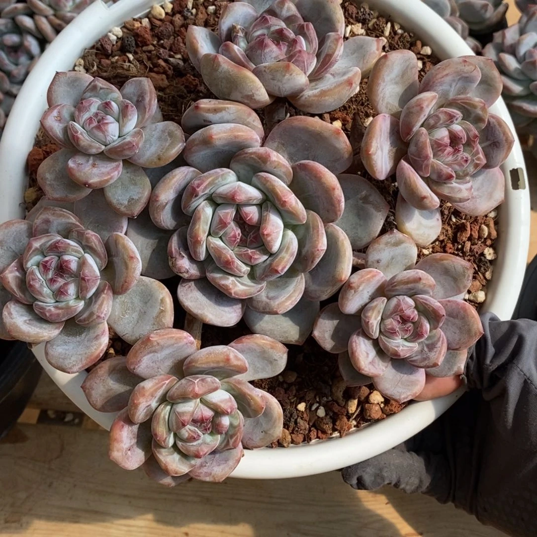 周正手捧自然群   绿底紫心 脸朝上