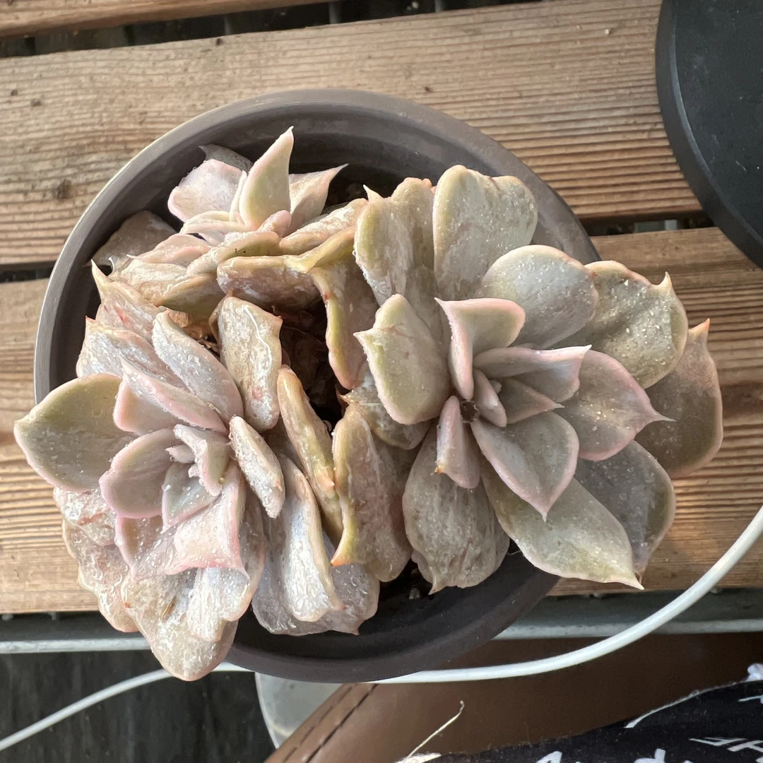 丽娜莲锦石化多肉植物