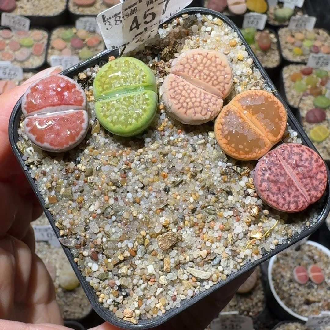 高品质生石花清清457