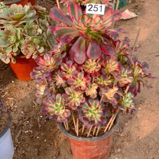 无花朵251多肉植物香奶尔