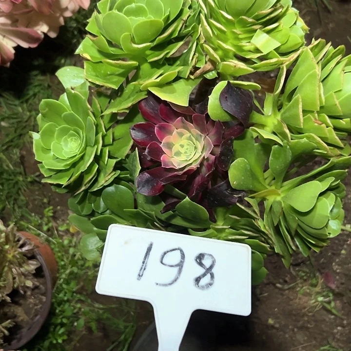 多肉植物绿羊绒法师