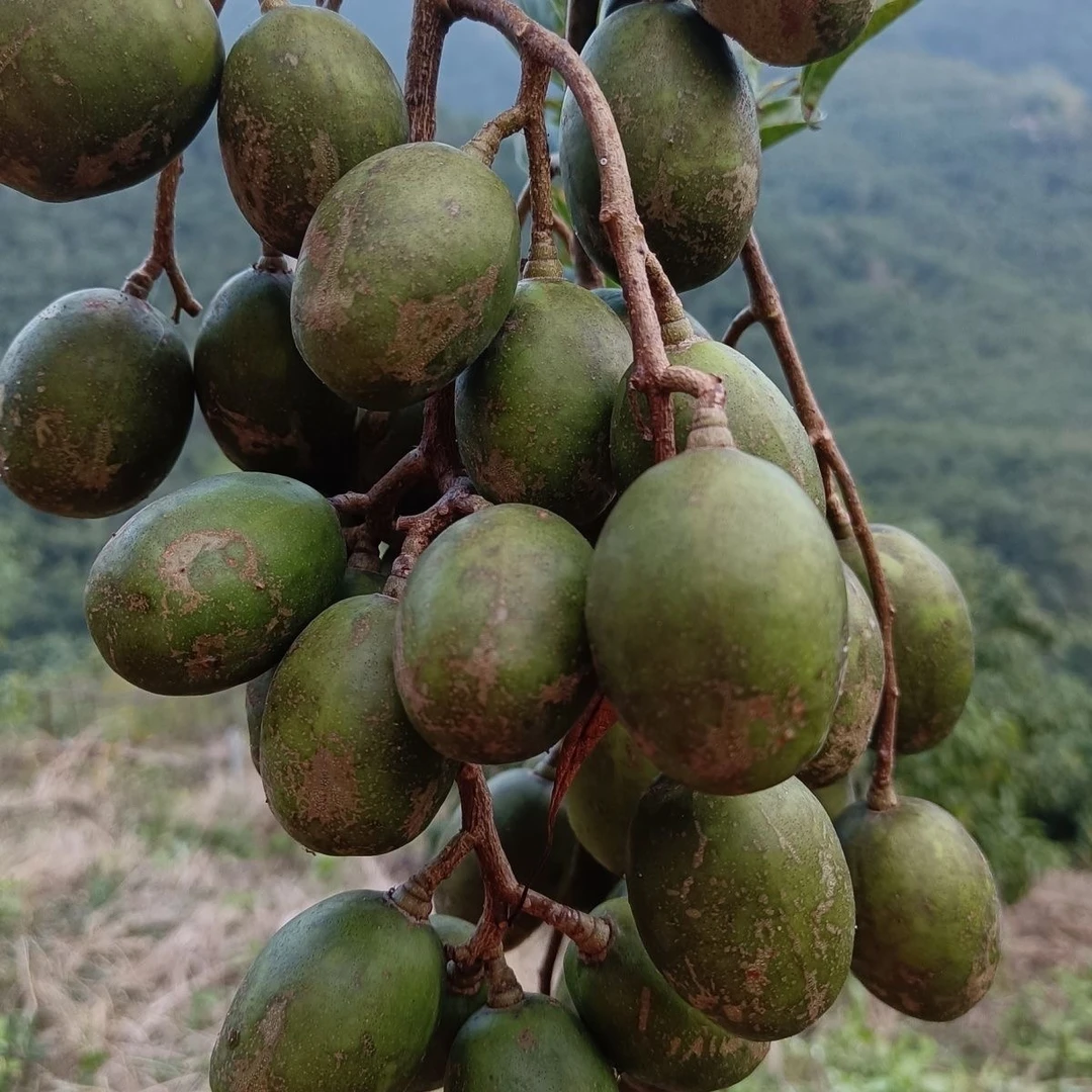 云南本地野生酸果味精果送辣椒粉神秘果咖喱果云南新鲜蔬菜食材