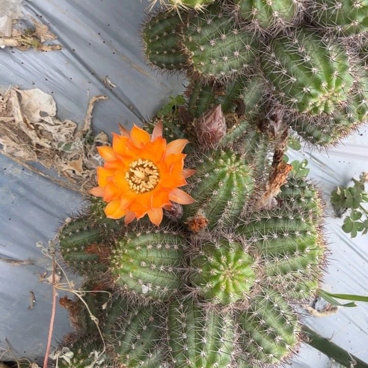 矮胖白檀1115侧芽一个