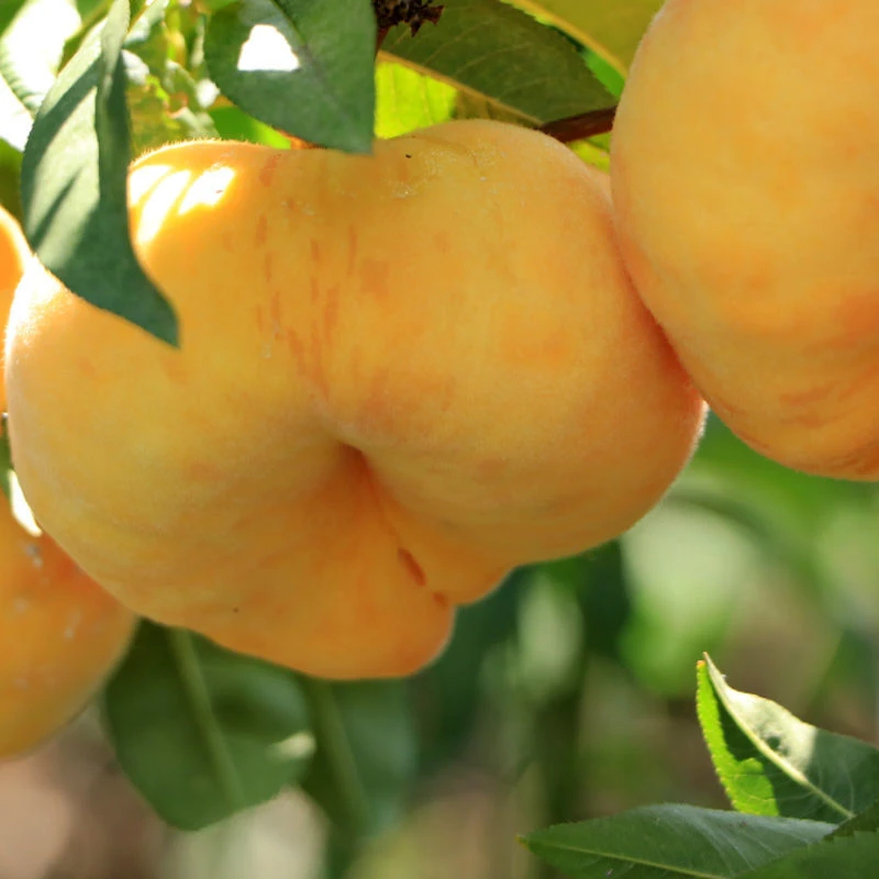 顺丰陕西黄金毛蟠桃 新鲜应季水果桃子黄金蟠桃 毛桃 3/5