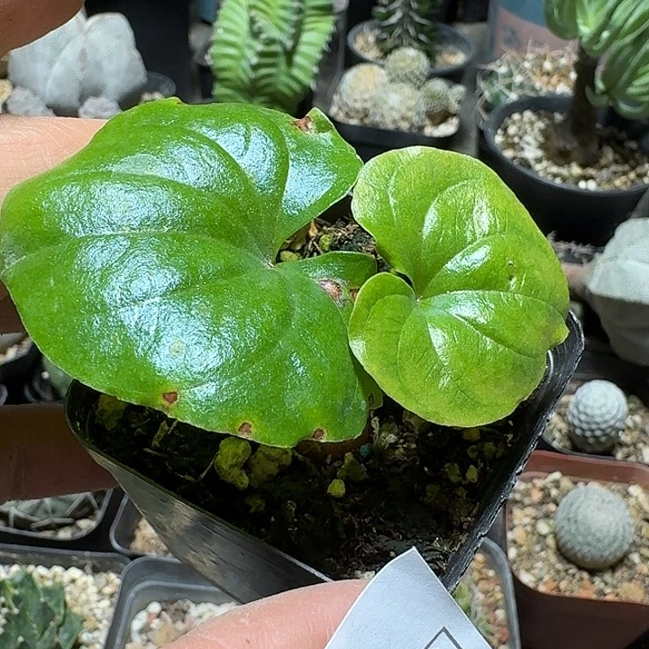 912南非龟甲龙带盆发货