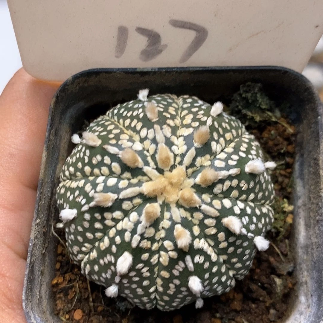 奇迹福利特价咯哈