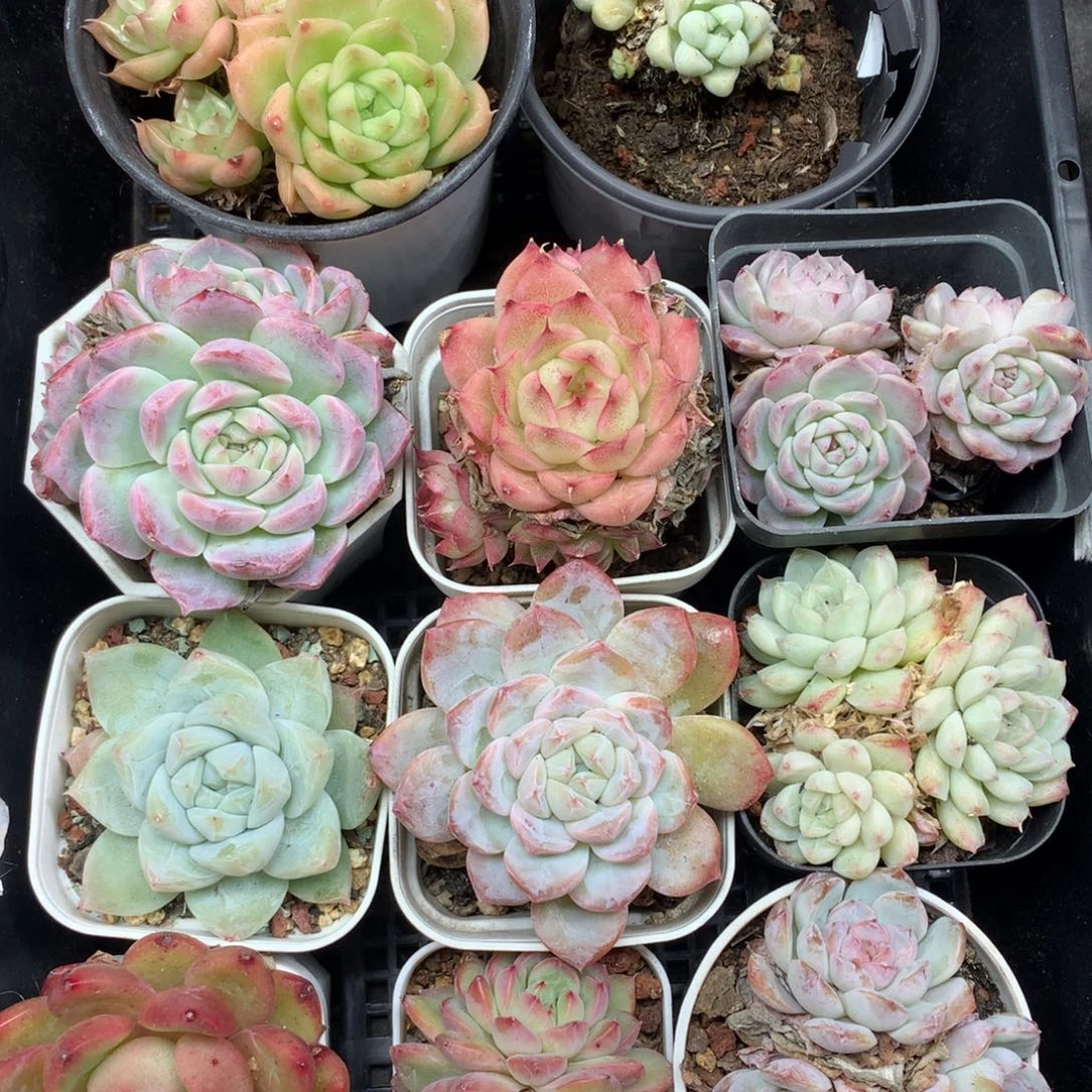 1203-124 套餐一组