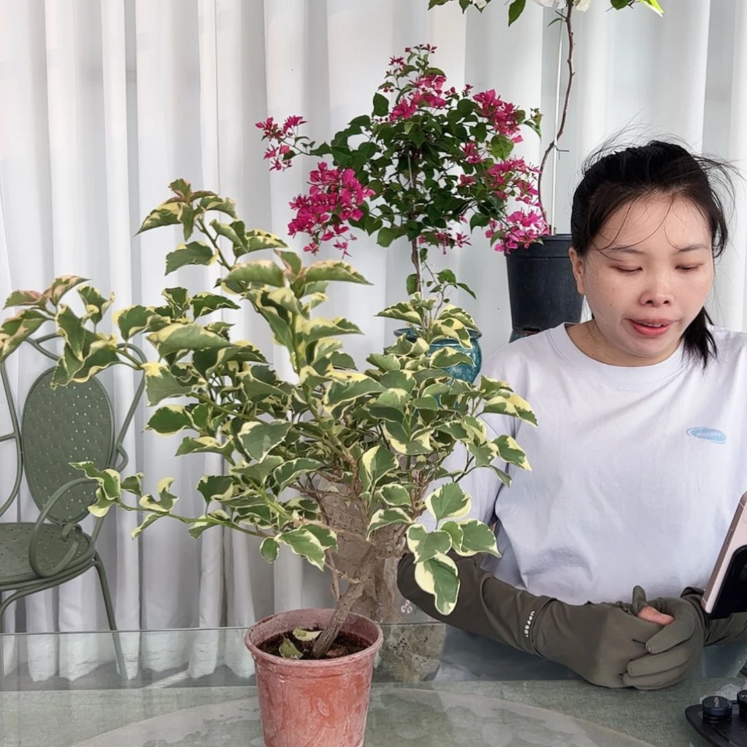 当前无花栽培后可以开花金边蓝月亮掌中宝一颗