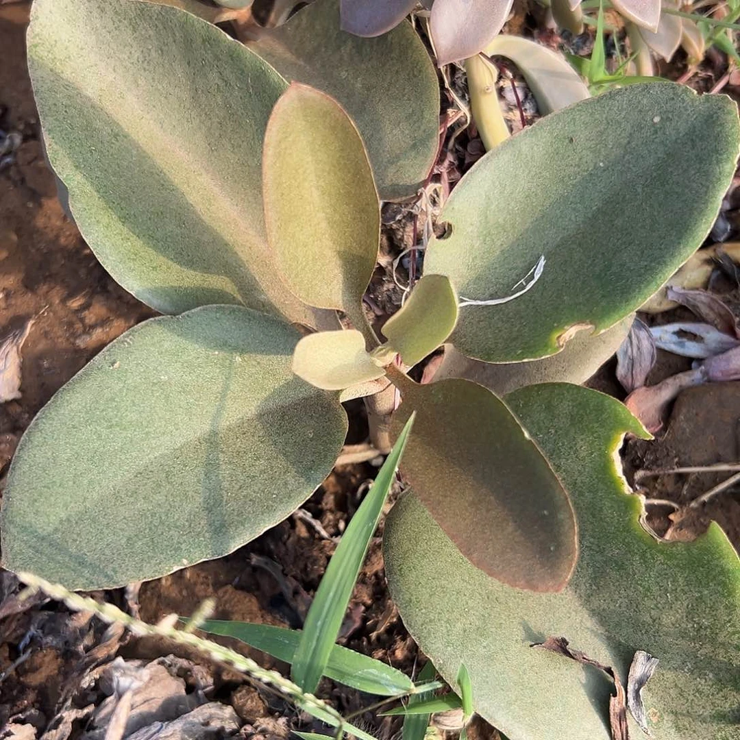 多肉植物金景天蒙娜丽莎