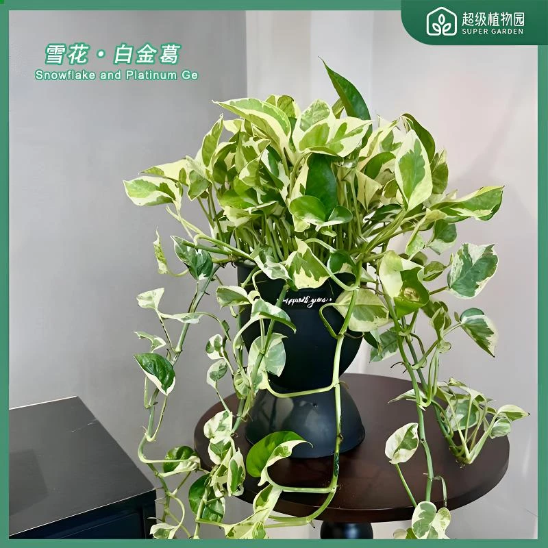 白金葛雪花葛花叶绿萝盆栽好养办公室内桌面吸甲醛绿植物长藤垂吊