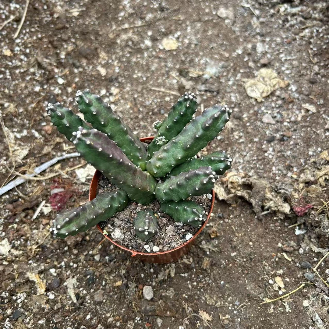 水仙情郎  仙人球夏型种绿植盆栽桌面阳台办公室摆件