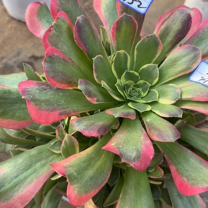 量拍一颗特斯拉多肉断枝不包52