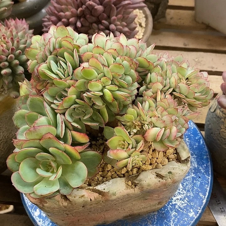 多肉植物肉肉植物