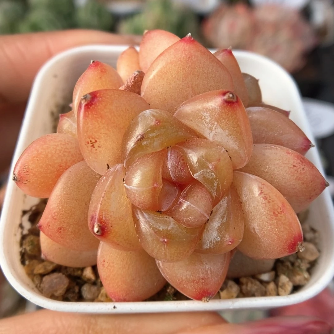 金雀群生可拍811号