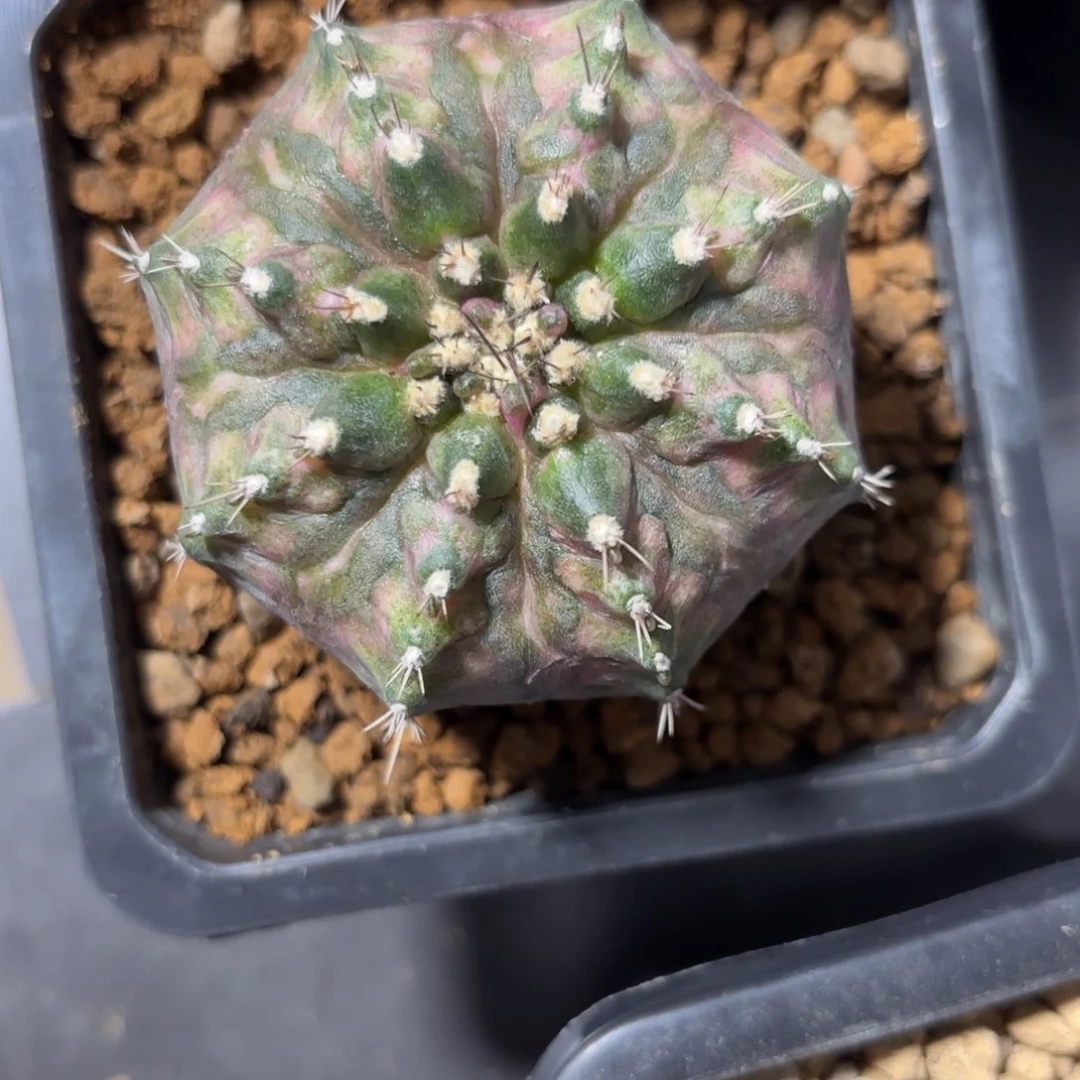 X*@泰系实生米哈仙人球