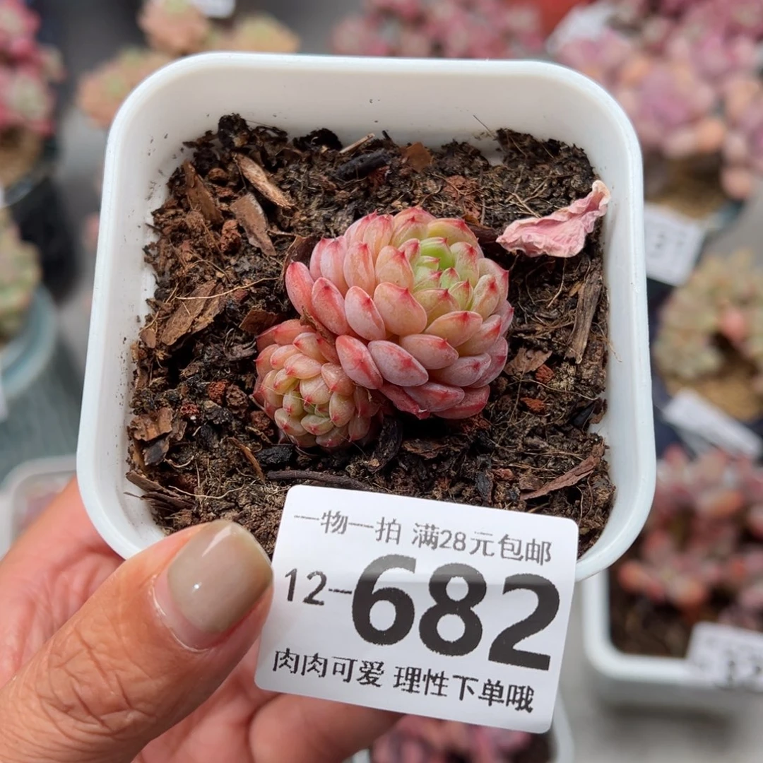 白胖子多肉多肉多肉多肉