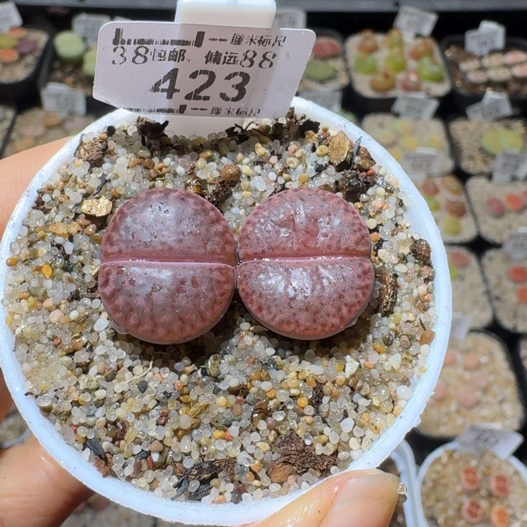 Sss生石花清货价423