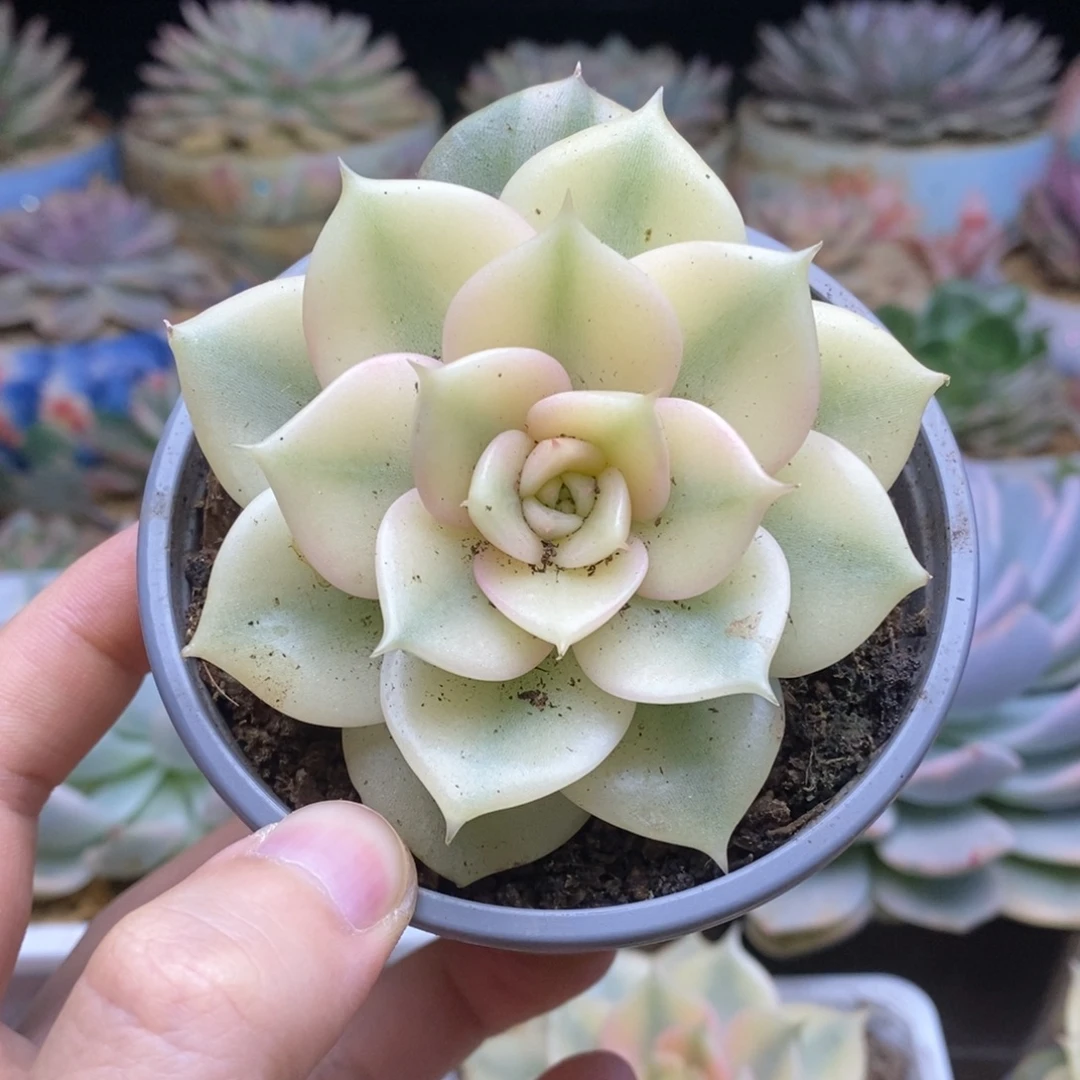 123全覆轮锦贝加尔湖